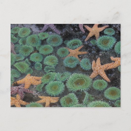 N.A., Verenigde Staten, Washington, Olympic Nation Briefkaart (Voorkant)