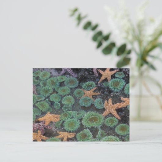 N.A., Verenigde Staten, Washington, Olympic Nation Briefkaart (Staand voorkant)