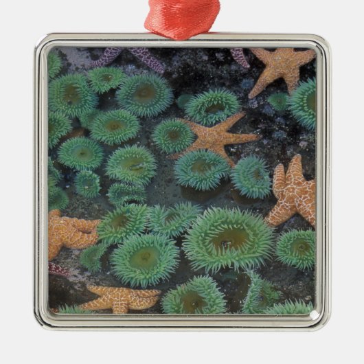 N.A., Verenigde Staten, Washington, Olympic Nation Metalen Ornament (Voorkant)