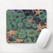 N.A., Verenigde Staten, Washington, Olympic Nation Muismat (Met muis)