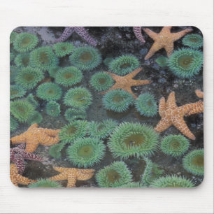 N.A., Verenigde Staten, Washington, Olympic Nation Muismat