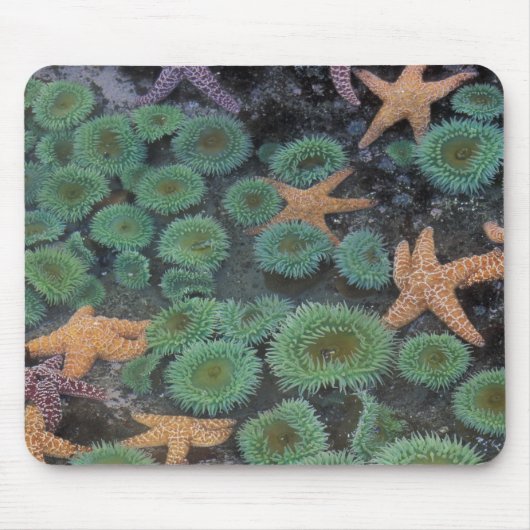 N.A., Verenigde Staten, Washington, Olympic Nation Muismat (Voorkant)