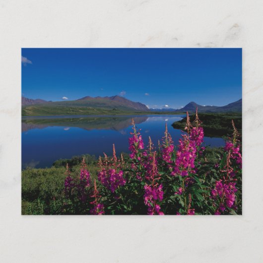N.A., VS, Alaska, Alaska Range Common Briefkaart (Voorkant)