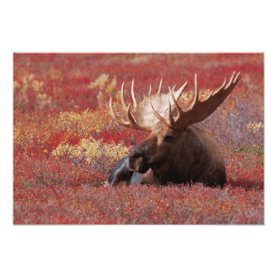 N.A., VS, Alaska, Denali National Park, Bull Foto Afdruk