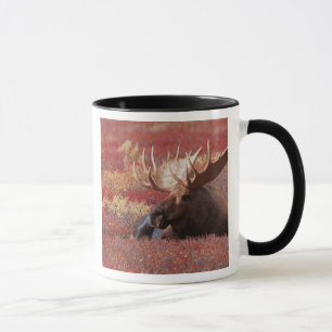 N.A., VS, Alaska, Denali National Park, Bull Mok