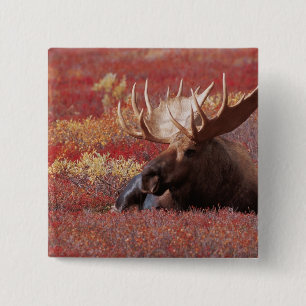 N.A., VS, Alaska, Denali National Park, Bull Vierkante Button 5,1 Cm