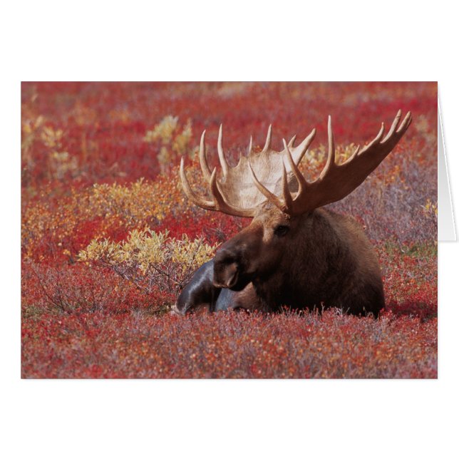 N.A., VS, Alaska, Denali National Park, Stier (Voorkant Horizontaal)