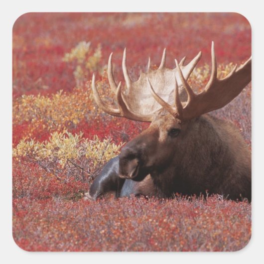 N.A., VS, Alaska, Denali National Park, Stier Vierkante Sticker (Voorkant)