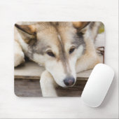 N.A., VS, Alaska. Husky slee-honden Muismat (Met muis)