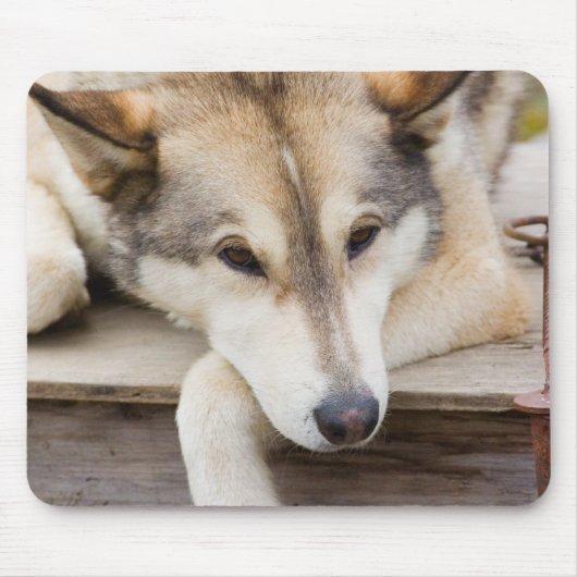N.A., VS, Alaska. Husky slee-honden Muismat (Voorkant)
