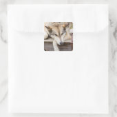 N.A., VS, Alaska. Husky slee-honden Vierkante Sticker (Tas)