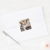N.A., VS, Alaska. Husky slee-honden Vierkante Sticker (Envelop)