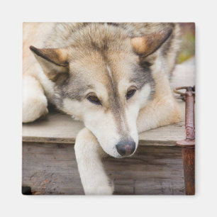 N.A., VS, Alaska. Husky sleeën honden Magneet
