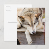 N.A., VS, Alaska. Husky sleehonden Briefkaart (Voorkant / Achterkant)