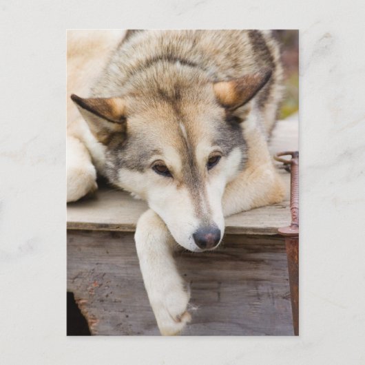 N.A., VS, Alaska. Husky sleehonden Briefkaart (Voorkant)