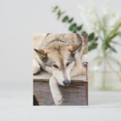 N.A., VS, Alaska. Husky sleehonden Briefkaart (Staand voorkant)