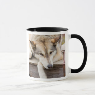N.A., VS, Alaska. Husky sleehonden Mok