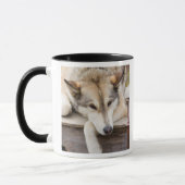 N.A., VS, Alaska. Husky sleehonden Mok (Links)