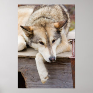 N.A., VS, Alaska. Husky sleehonden Poster