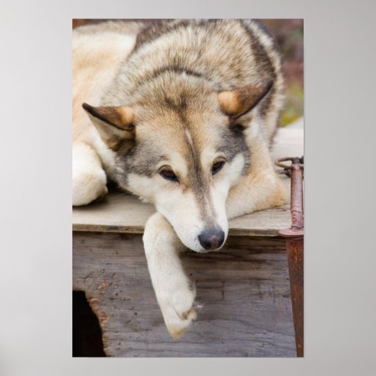 N.A., VS, Alaska. Husky sleehonden Poster (Voorkant)