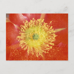 N.A., VS, Arizona, Casa Grande, NM, woestijn Briefkaart