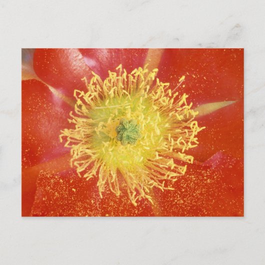 N.A., VS, Arizona, Casa Grande, NM, woestijn Briefkaart (Voorkant)