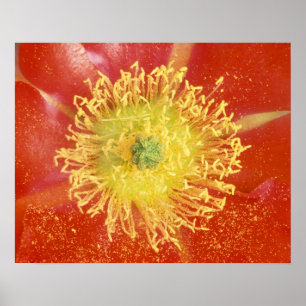 N.A., VS, Arizona, Casa Grande, NM, woestijn Poster