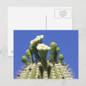 N.A., VS, Arizona, Tucson, Sonora Desert 2 Briefkaart (Voorkant / Achterkant)