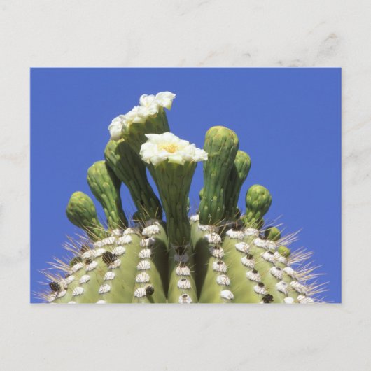 N.A., VS, Arizona, Tucson, Sonora Desert 2 Briefkaart (Voorkant)