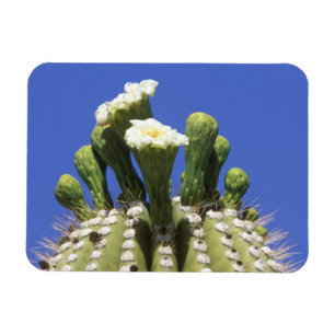 N.A., VS, Arizona, Tucson, Sonorawoestijn 2 Magneet