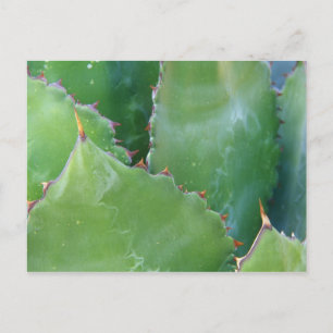 N.A., VS, Arizona, Tucson, Sonorawoestijn Briefkaart
