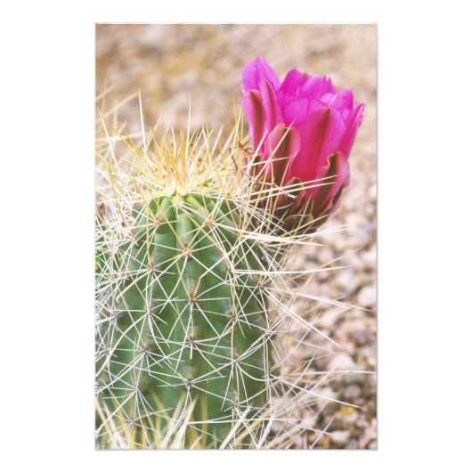 N.A., VS, AZ, Phoenix, Desert Botanical 2 Foto Afdruk (Voorkant)