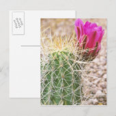 N.A., VS, AZ, Phoenix, Desert Botanical Briefkaart (Voorkant / Achterkant)