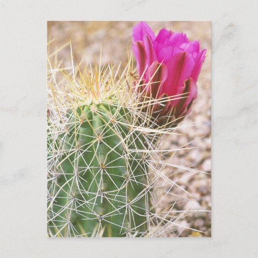 N.A., VS, AZ, Phoenix, Desert Botanical Briefkaart (Voorkant)