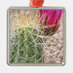 N.A., VS, AZ, Phoenix, Desert Botanical Metalen Ornament