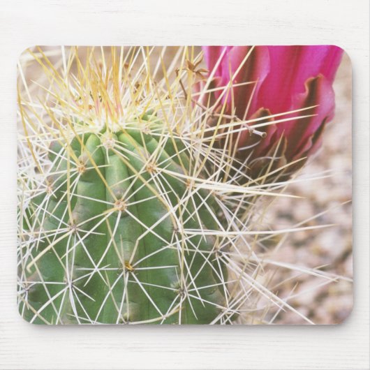 N.A., VS, AZ, Phoenix, Desert Botanical Muismat (Voorkant)