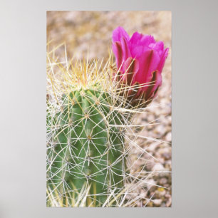 N.A., VS, AZ, Phoenix, Desert Botanical Poster