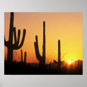 N.A., VS, AZ, Saguaro NP, Saguaro Sunset Poster