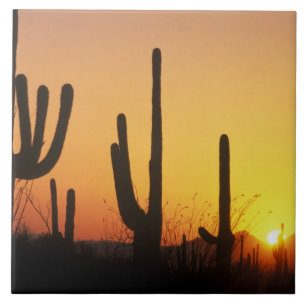 N.A., VS, AZ, Saguaro NP, Saguaro Sunset Tegeltje