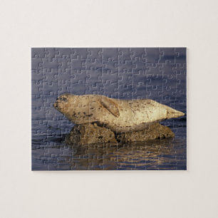 N.A., VS, Californië, Monterey. Gewone zeehond Legpuzzel