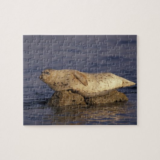 N.A., VS, Californië, Monterey.  Gewone zeehond Legpuzzel (Horizontaal)