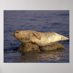 N.A., VS, Californië, Monterey. Gewone zeehond Poster