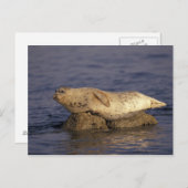N.A., VS, Californië, Monterey. Harbour Seal Briefkaart (Voorkant / Achterkant)