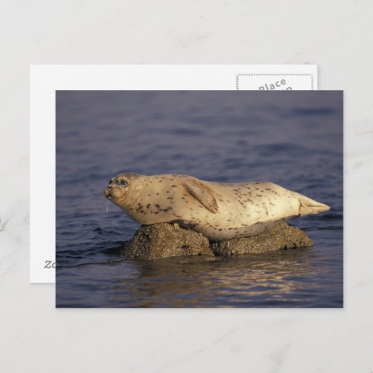 N.A., VS, Californië, Monterey. Harbour Seal Briefkaart (Voorkant / Achterkant)