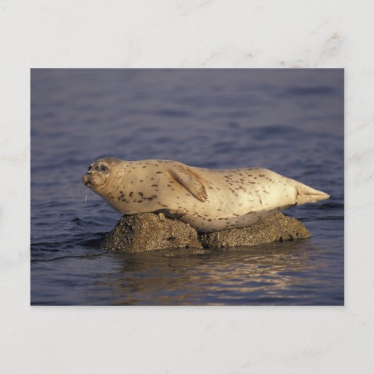 N.A., VS, Californië, Monterey. Harbour Seal Briefkaart (Voorkant)