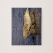 N.A., VS, Californië, Monterey. Harbour Seal Legpuzzel (Verticaal)