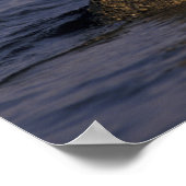 N.A., VS, Californië, Monterey. Harbour Seal Poster (Hoek)