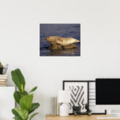 N.A., VS, Californië, Monterey. Harbour Seal Poster (Thuiskantoor)
