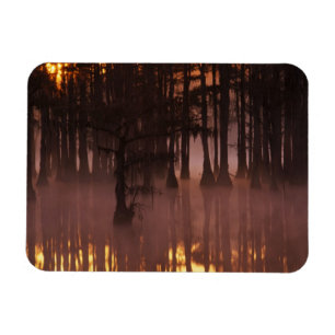 N.A., VS, Georgia, George Smith State Park. Magneet