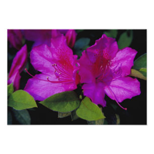 N.A. VS, Georgia, Savannah. Azalea in bloei. Foto Afdruk